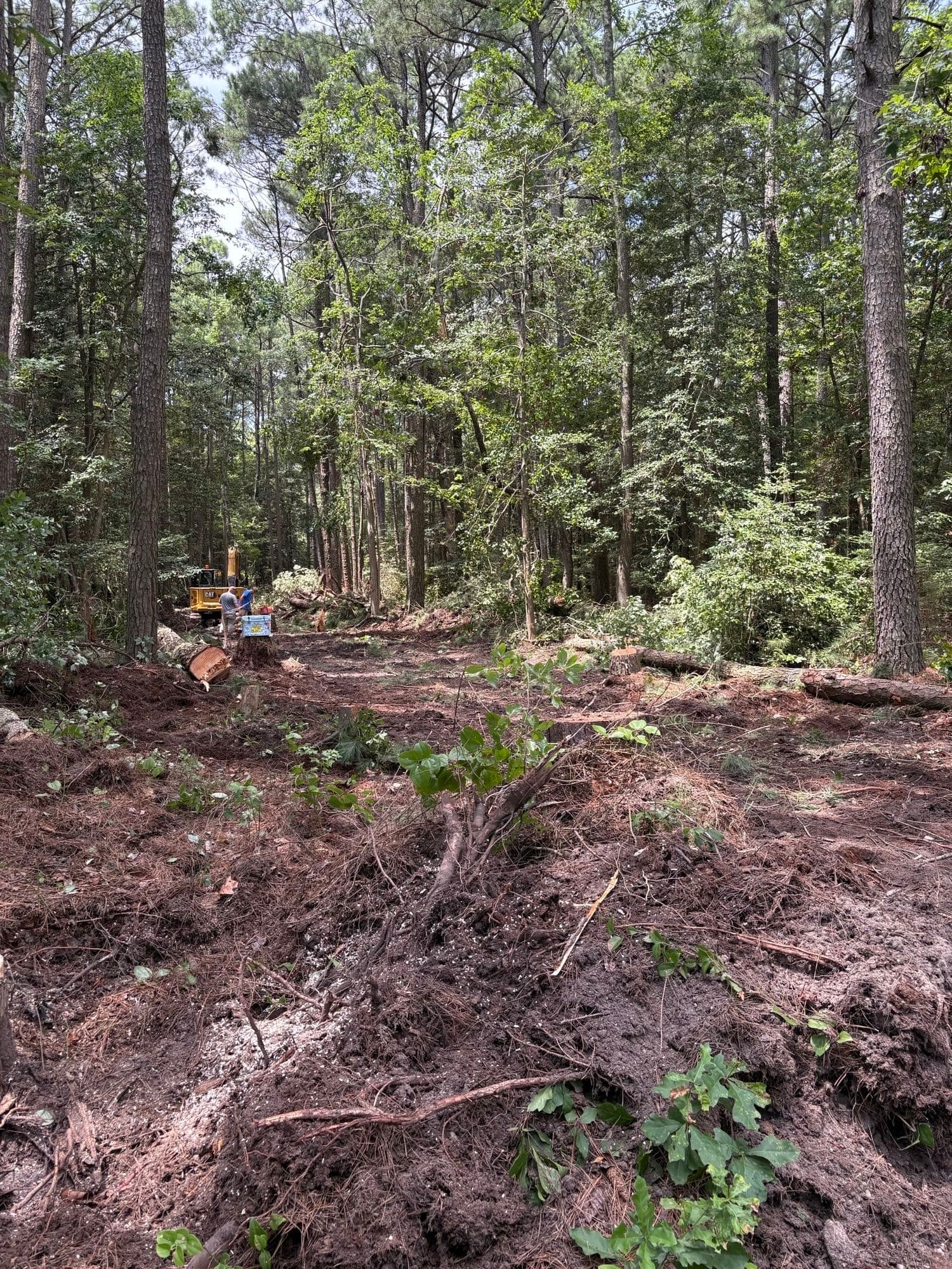 Gallery photos for Mathews County 6 Acre Clearing: Image #2
