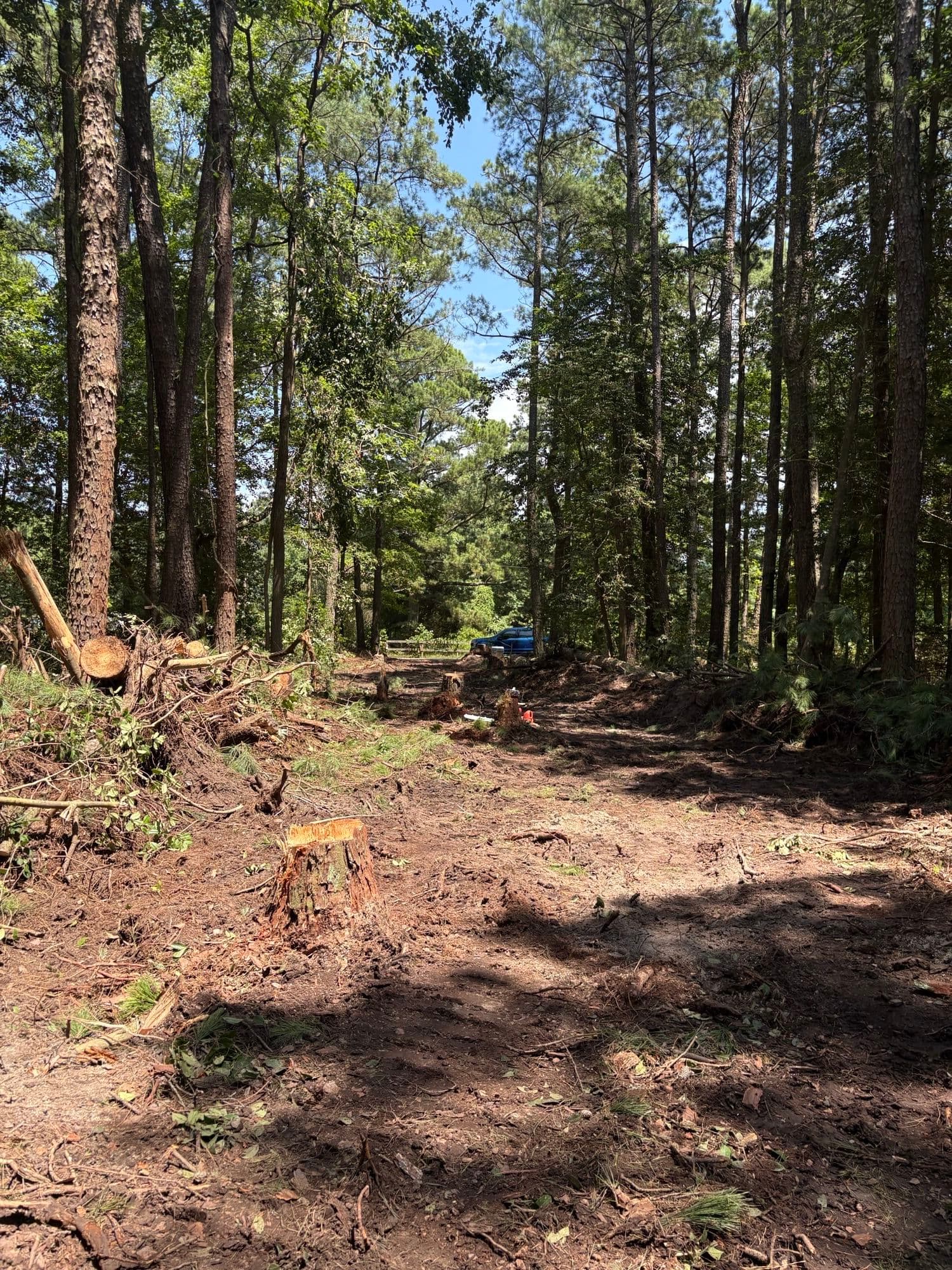 Gallery photos for Mathews County 6 Acre Clearing: Image #3