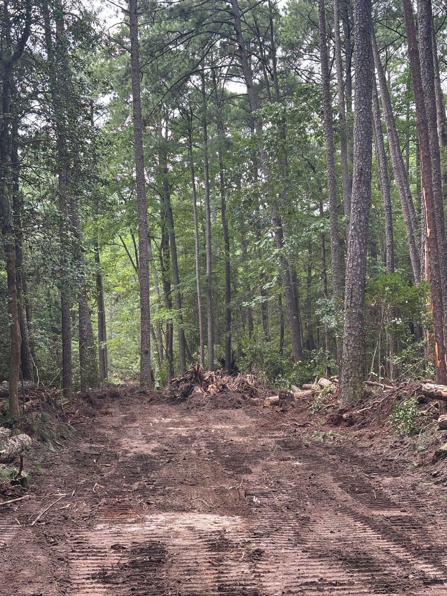 Gallery photos for Mathews County 6 Acre Clearing: Image #5