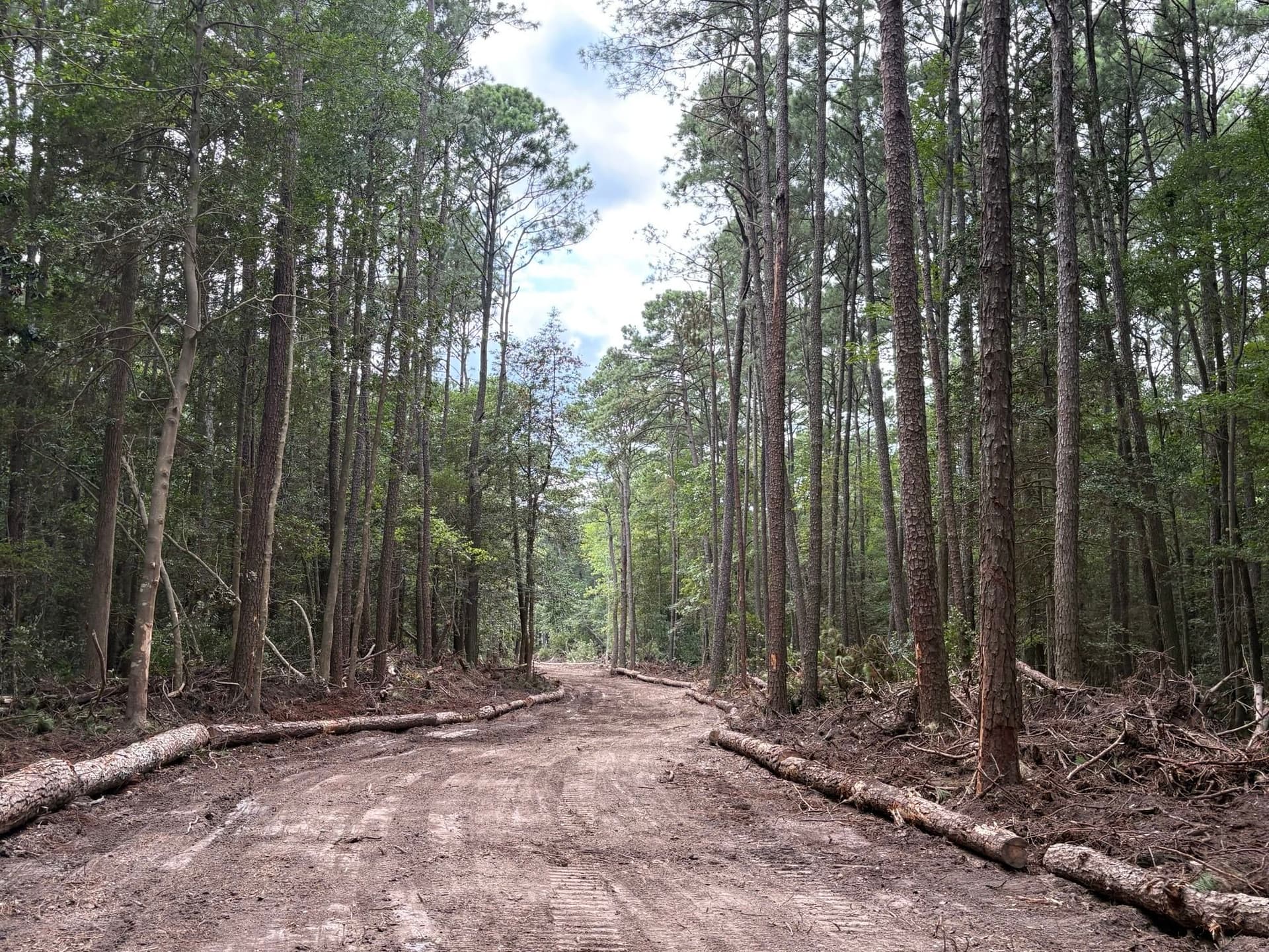 Gallery photos for Mathews County 6 Acre Clearing: Image #10