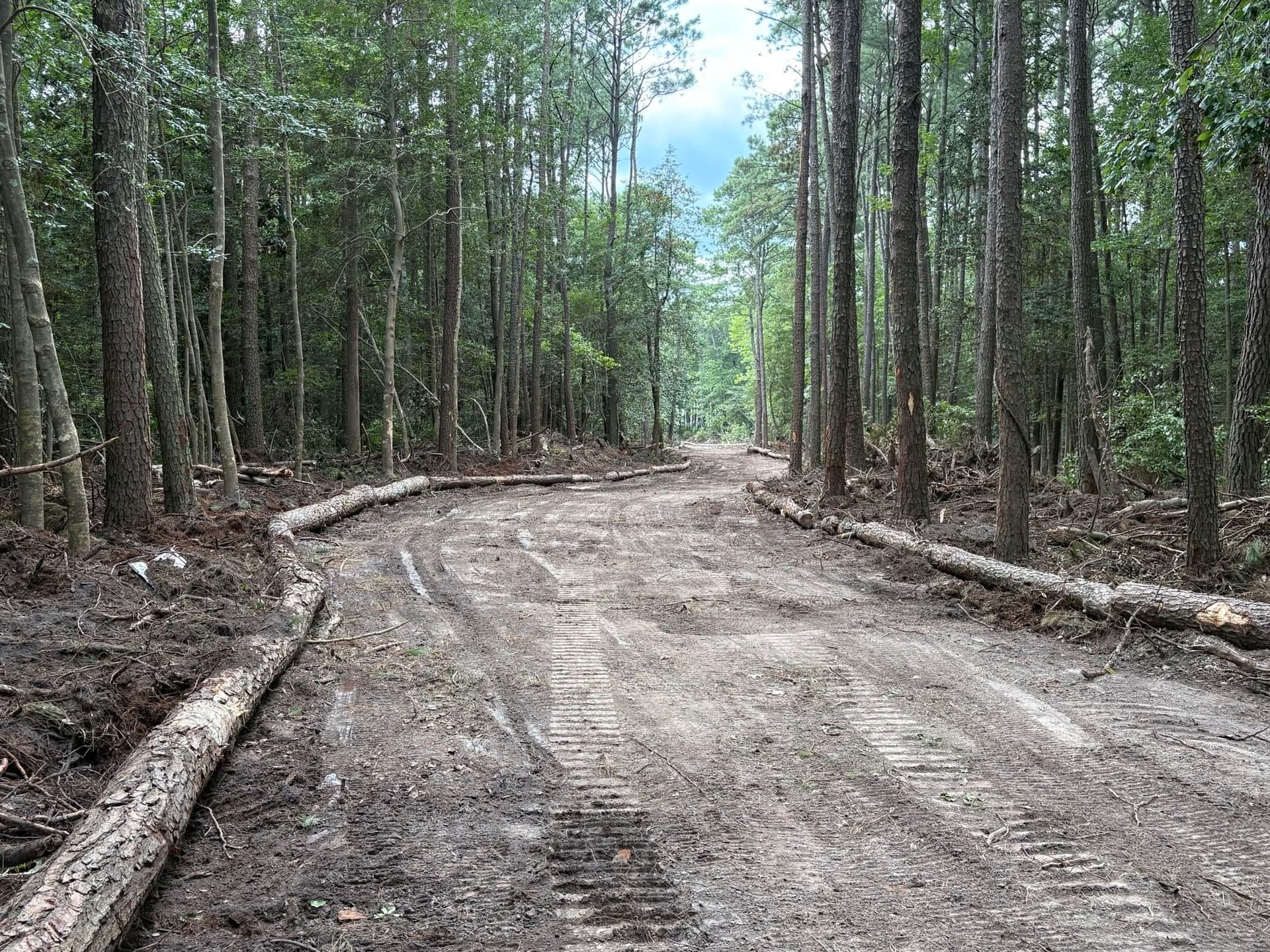 Gallery photos for Mathews County 6 Acre Clearing: Image #11